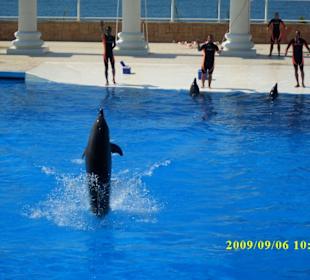 Delfinarium