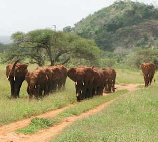 Elefantenherde im Gleichschritt
