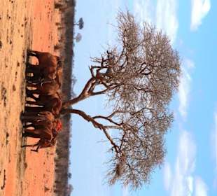 Tsavo East
