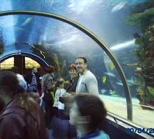 Tunnel unter Hai-Becken