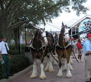 Clydesdale Gespann