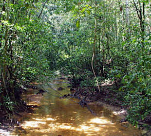 Bach durch den Dschungel