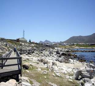 Stoney Point African Penguin Breeding Colony