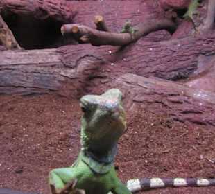 Любопытный ящер