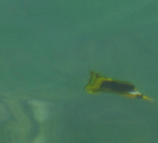 Schnorcheln Makadi Bay