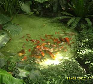 Palmiarnia w Poznaniu.