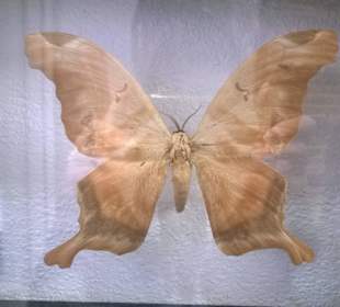 Wystawa najpiękniejszych, wyselekcjonowanych motyli