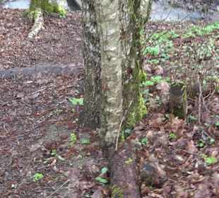 Gomaringer Rundweg - Zu den Giganten im Wald