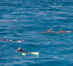Schwimmen mit Delfinen
