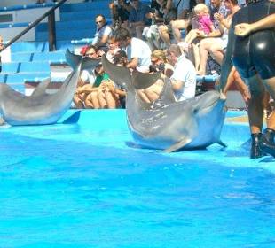 Delfinshow im Marineland