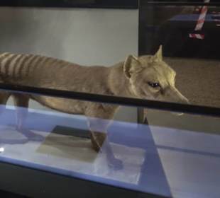 Museum für Naturkunde