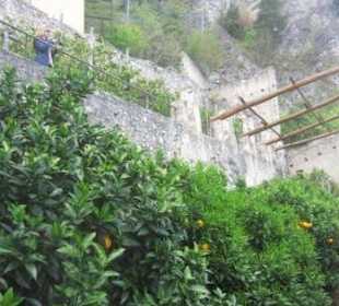 Zitrusgewächshaus in der Senkrechten