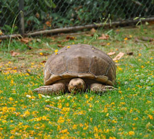 Riesenschildkröte