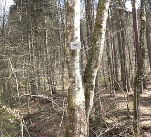 Geologischer Lehrpfad Kirnbachtal