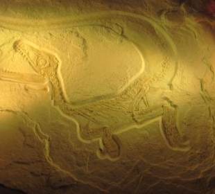 Raubsaurierbaby Sciurumimus albersdoerferi