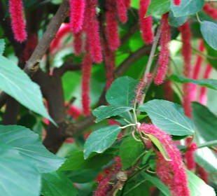 Rote Blüten