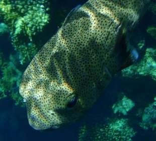 Gepunkteter Igelfisch