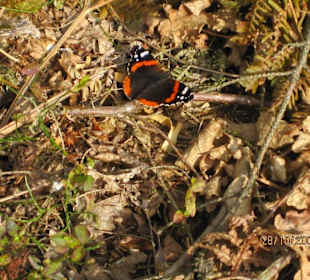 Schöner Schmetterling