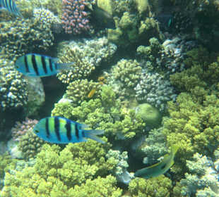 Schnorcheln Marsa Alam