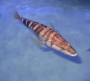 Ausflug Röhren Aquarium