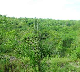 Unberührte Vegetation