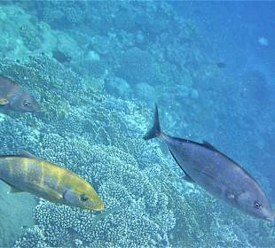 Schnorcheln am Riff vom Magic Tulip Resort (02/2018)