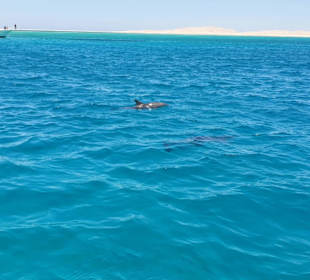 Delfine im Roten Meer