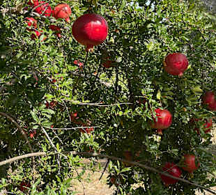 Wandern Göynük bei Kemer
