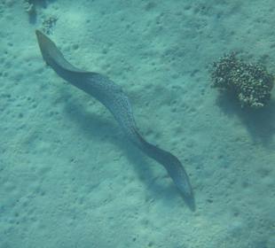 Schnorcheln beim Fort Arabesque