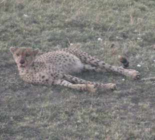 Masai Mara Gepard