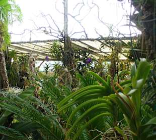 In Pregetter's Orchideengarten