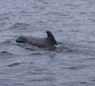 White Tenerife Sea Charter