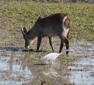 Krüger Nationalpark