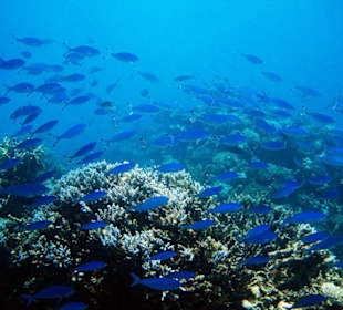 Blaue Füsiliere bei der schwarzen Boje...