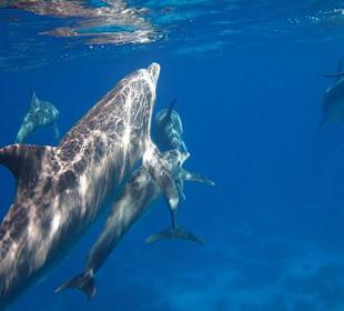 Ganz nah bei den Delfinen