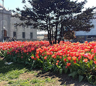 Май тюльпаны