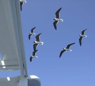 Ausflug Giftun Insel