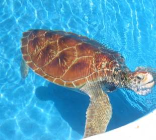 Ein schöner Brocken...