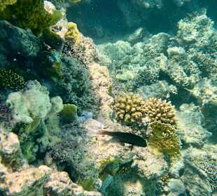 Schnorcheln Marsa Alam