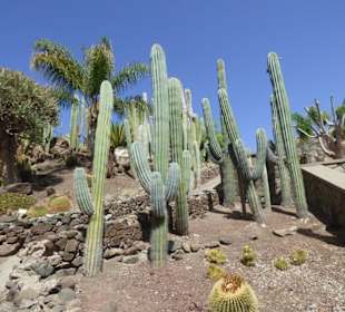 Kaktuspark