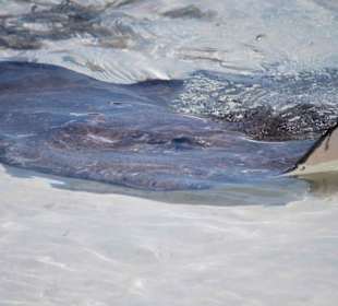 Ein zahmer Stachelrochen