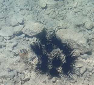 Моское ежи и змейки