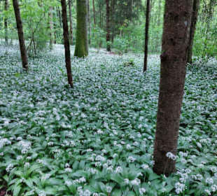 Wandern Attersee am Attersee