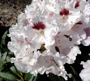 Impressionen vom Rundweg durch den Park