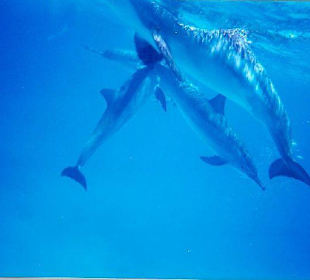 Dolphins-House