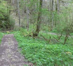 Eiszeitpfad - Burgfelsenpfad