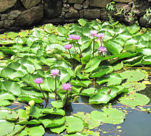 Seerosen Teich Lotusblumen