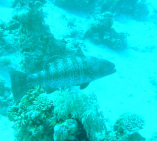 Tauchplatz Siyoul Kebir