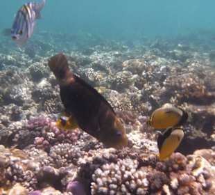 Sea life at the reef close to Iberotel Palace