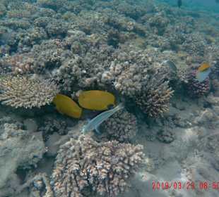 Schnorcheln Makadi Bay